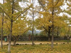 -千年银杏谷文化旅游区