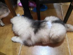 -李小姐の猫咖啡馆(五角场店)