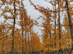 -汉长安城未央宫国家考古遗址公园