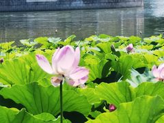 -莲花池公园