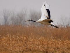 -盐城丹顶鹤湿地生态旅游区