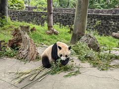 -都江堰中华大熊猫苑