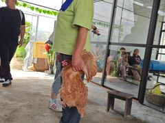 -马陆小张葡萄园农家乐