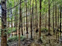 -桤木河湿地公园