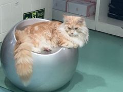 -瑞派先诺宠物医院•猫专科•普外科•中兽医(佛山院)
