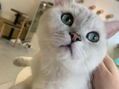 -Heymao猫咖.咖啡厅(东门店)