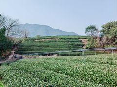 -龙坞茶村