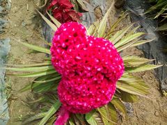 -北纬44度·金珠花海休闲农业旅游景区