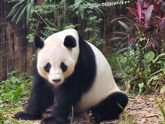 -深圳野生动物园