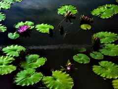 -国家植物园南园