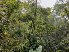 -西双版纳原始森林公园