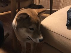 -柴务处·柴犬主题狗咖