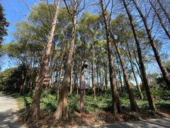 -上海滨江森林公园
