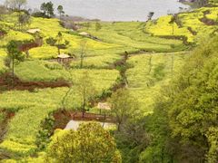 -桑洲油菜花景区