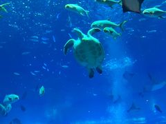 -亚特兰蒂斯•OSSIANO奥西亚诺海底餐厅
