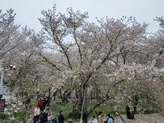 -东湖磨山景区樱花园-停车场