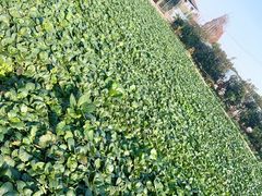 -小鱼草莓采摘园农家乐·小鱼餐厅