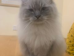 -滚猫咖啡·猫咖·猫友好撸猫(未来城店)