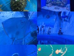 -多彩贵州城极地海洋世界