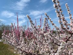 -大兴滨河森林公园