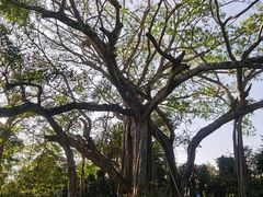 -瑞丽独树成林风景区