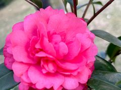 -番禺宾馆丽苑厅