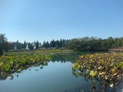 -贡湖湾湿地公园