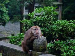 -峨眉山风景名胜区