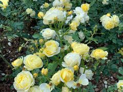 -人民公园(罗湖区)