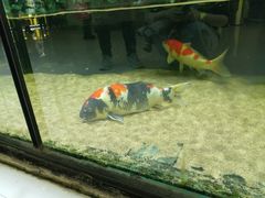 -凯德广场(学府店)