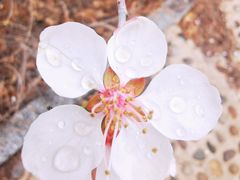 -定都阁