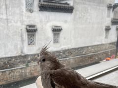 -吉丁鸟咖·异宠·寄养