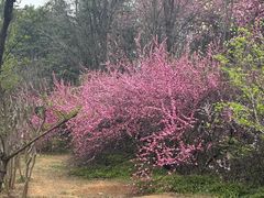 -洛阳市隋唐城遗址植物园