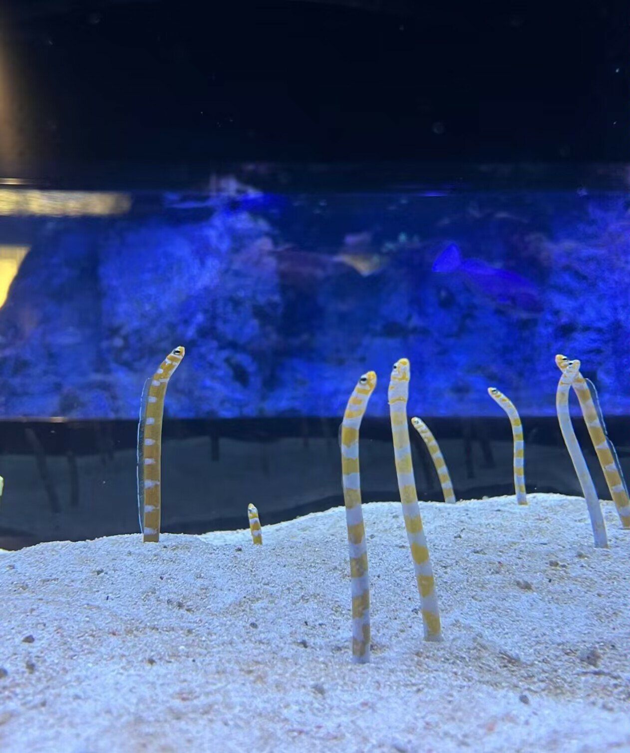 是谁发明了花园鳗啊