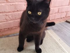 -喵屿·大理花园猫咖