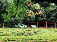 -杭州西湖风景名胜区-三生石