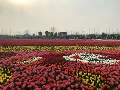 -荷兰花海