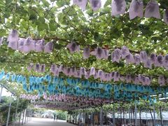 -白鹿原葡萄主题公园