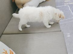 -pd派德宠物中心医院24H急重症·眼科中心·血液透析中心(嵩山北路店)