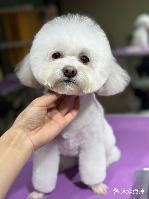 爱派特动物医院·全科诊疗中心图片