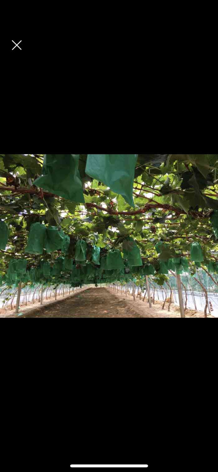 北务香逸葡萄大观园-"葡萄品种不多,味道一般,好贵,性价比不高.