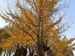 -石家庄市植物园