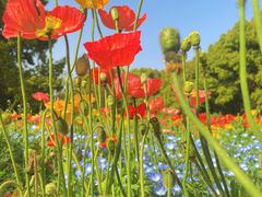 -上海共青森林公园