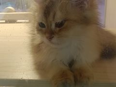 -爪爪喵星球·猫舍(前海卓越店)