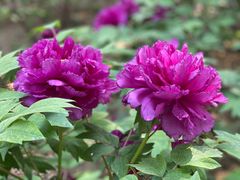 -国家植物园