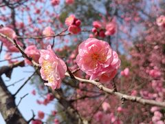 -望江楼公园