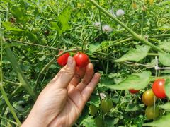 -万源龙顺度假庄园生态观光园