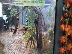 -上海大自然野生昆虫馆(东方明珠·爬宠昆虫探索中心)