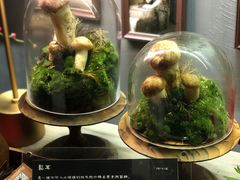 松茸-原牛道·潮汕围炉火锅(讯美店)