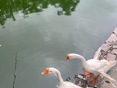 -三亚亚龙湾红树林度假酒店